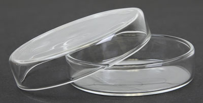 glass petri dishes